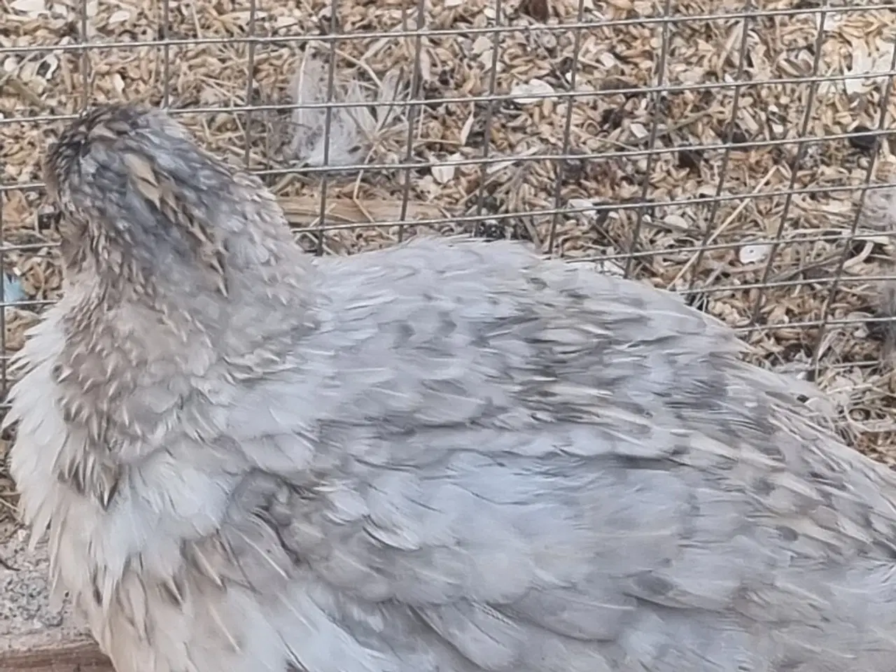 Billede 7 - Jumbo Vagtler