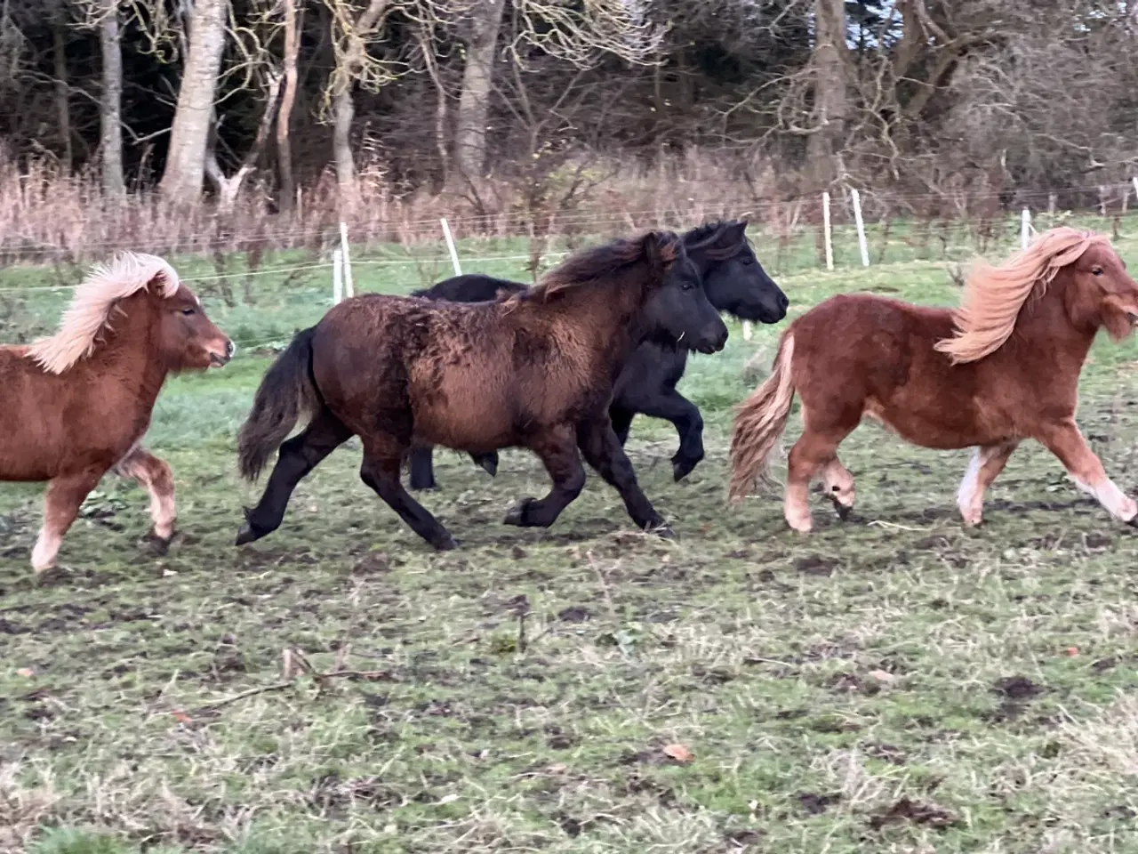 Billede 3 - Shetlands hingsteføl