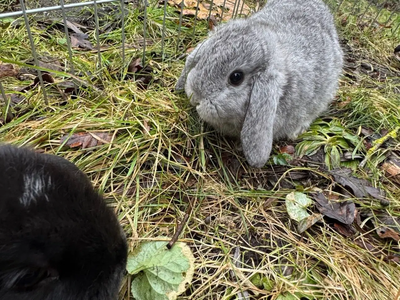 Billede 15 - Han Dværgvædder unger sælges - klar nu 