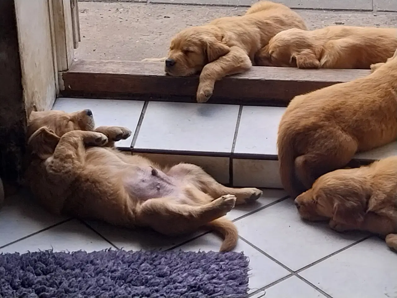 Billede 12 - Golden retriver hvalpe familie og jagthunde 
