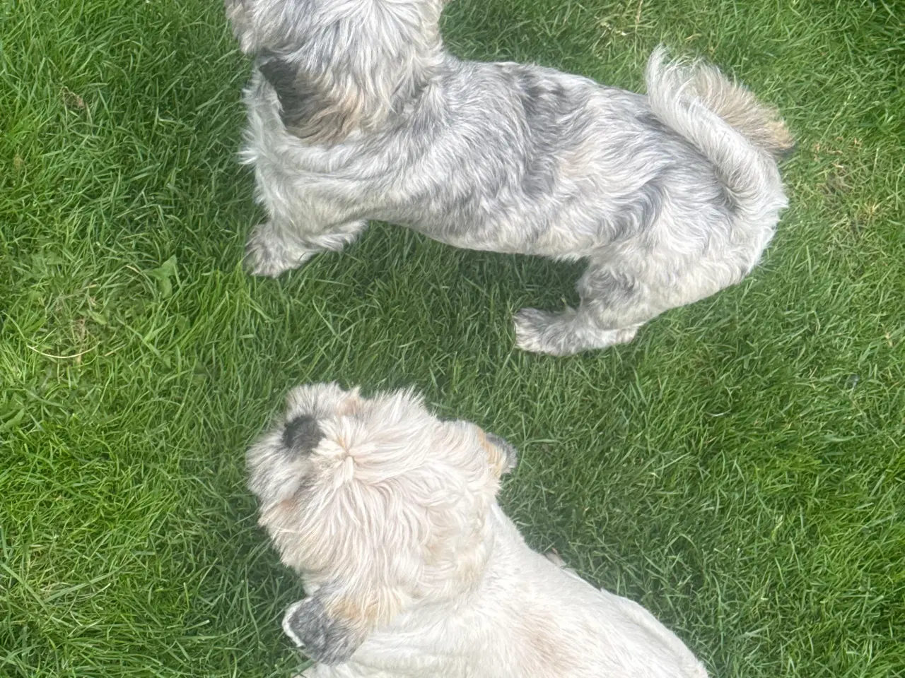Billede 4 - Lhasa Apso, Stueopdrætshvalpe. salgsklar 27/6 2024
