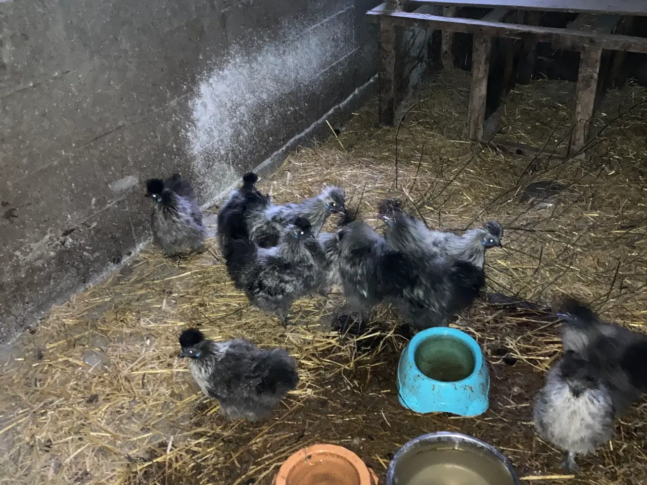 Billede 12 - Rene silke Høns