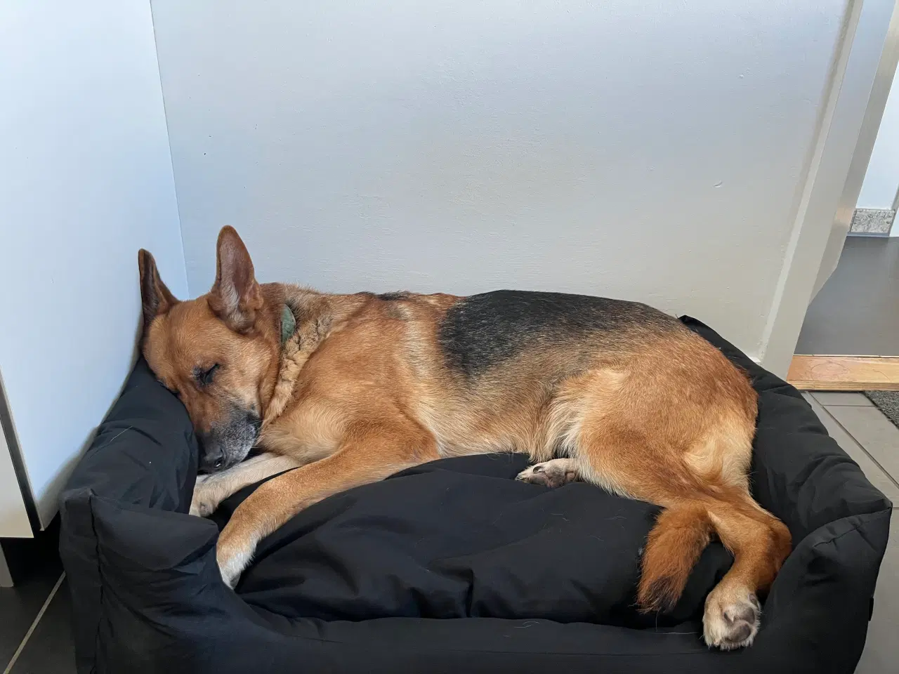 Billede 1 - Ny lækker hundeseng