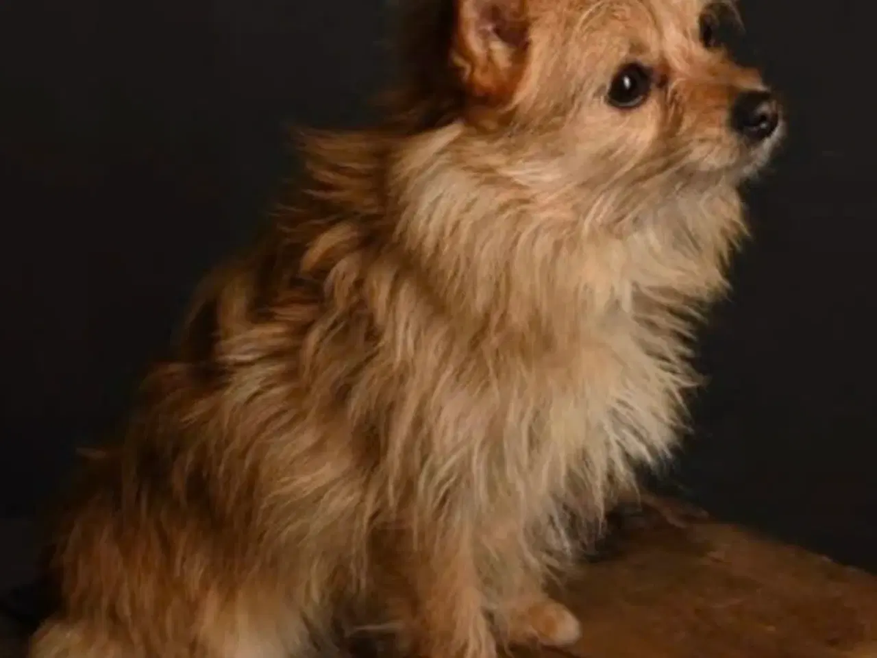 Billede 8 - Kun 2 tæver tilbage nu! Små blandinger