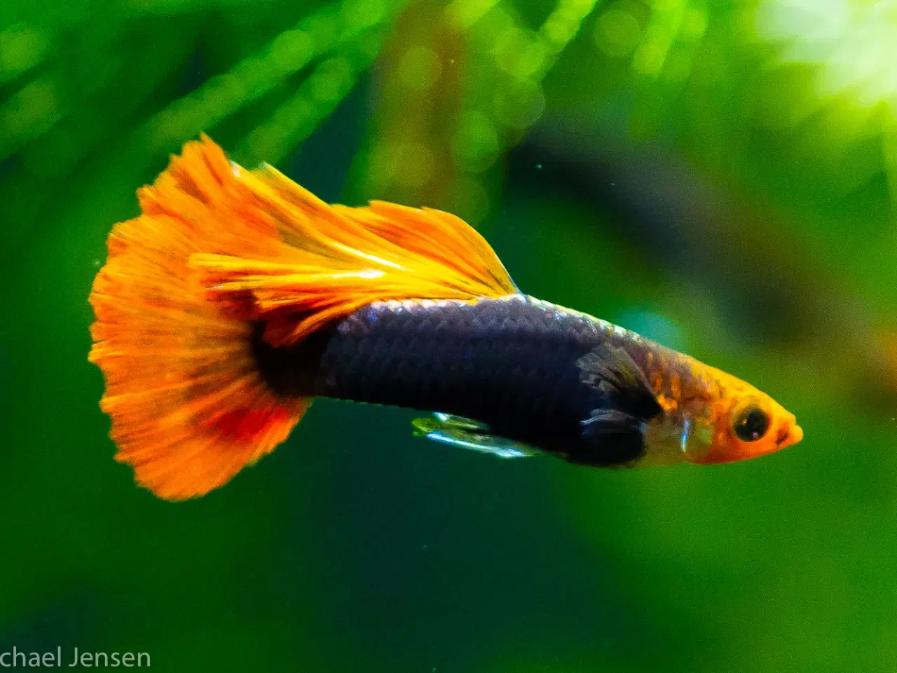 Billede 1 - Koi Red Tuxedo Red Nose Guppy - Unger, 1-2 cm