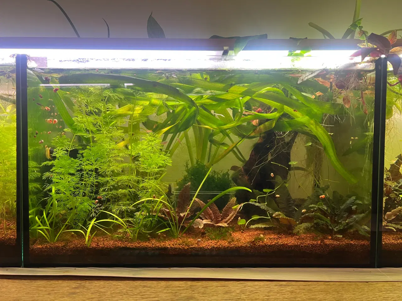 Billede 6 - Fire ens 45 liters akvarier på møbel hvis ønskes