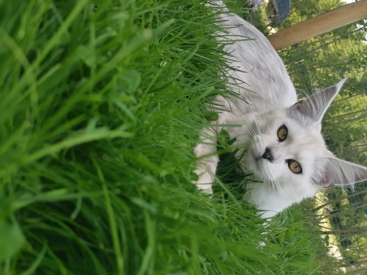 Billede 3 - Mainecoon pige 