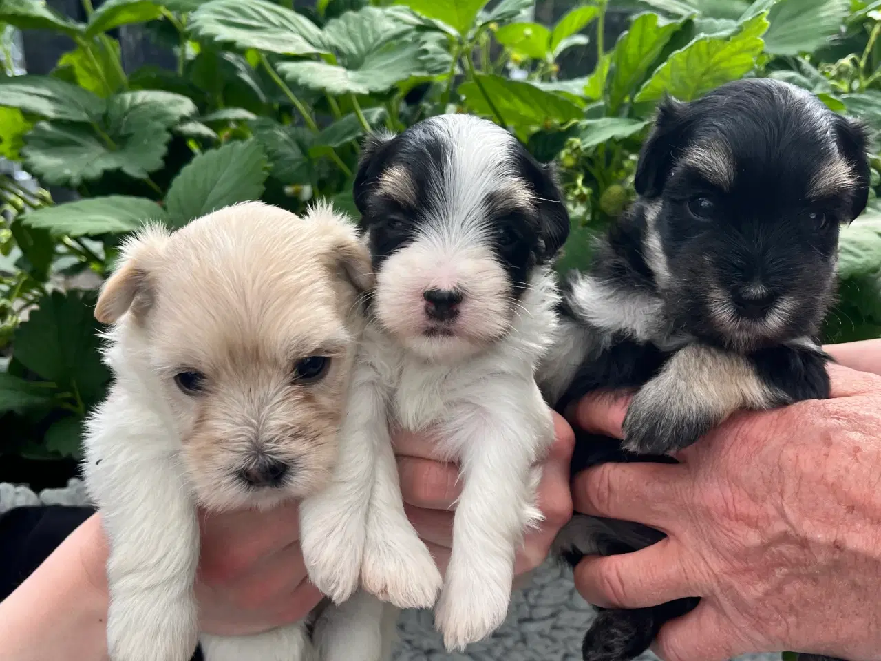 Billede 2 - Søde Bichon Havanaise hvalpe (DKK stamtavle)