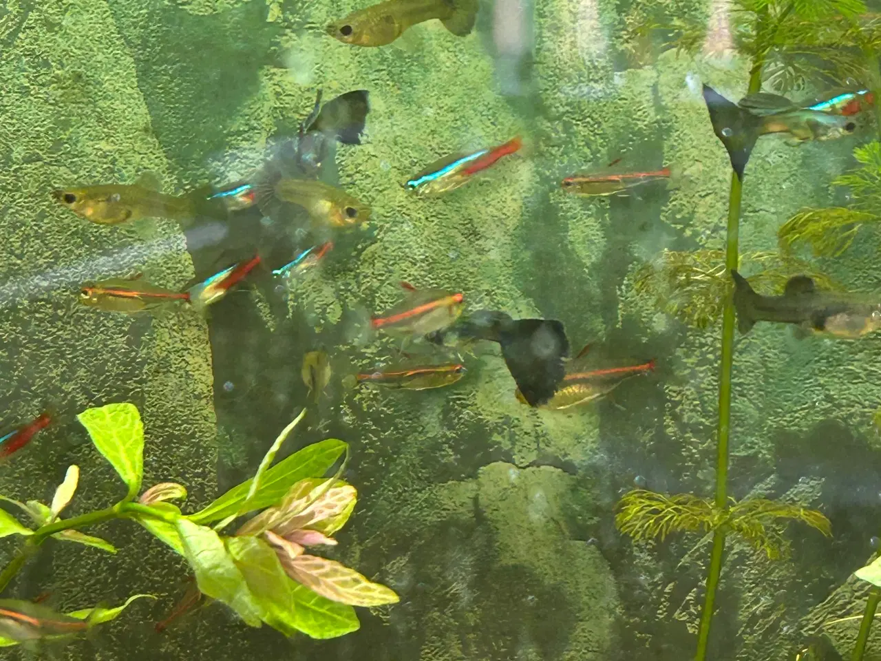 Billede 10 - 🐟🔵 Blue Moscow Guppy Par sælges - Viby J