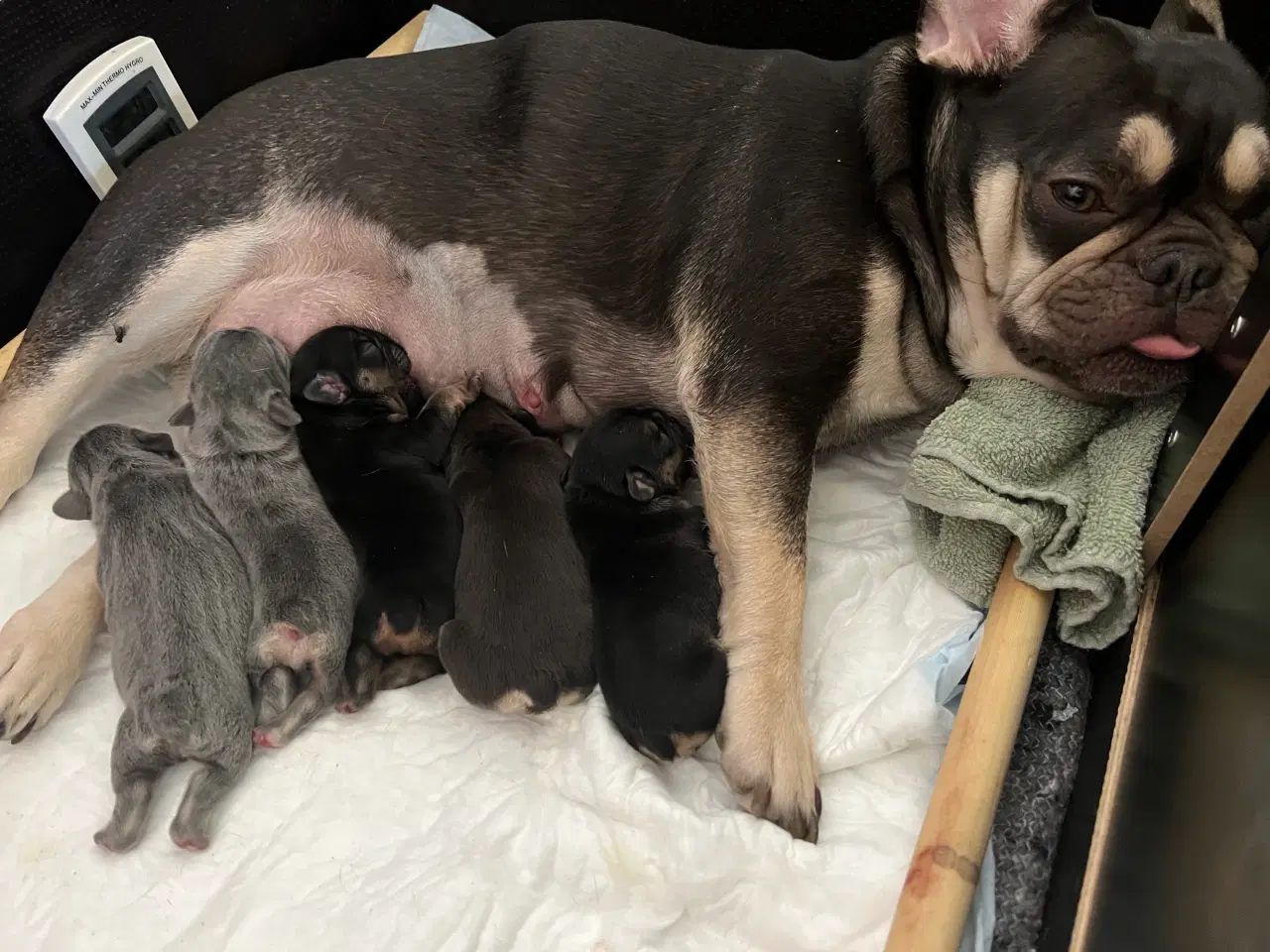 Billede 7 - Fransk bulldoghvalpe  pragteksemplar af forældre.