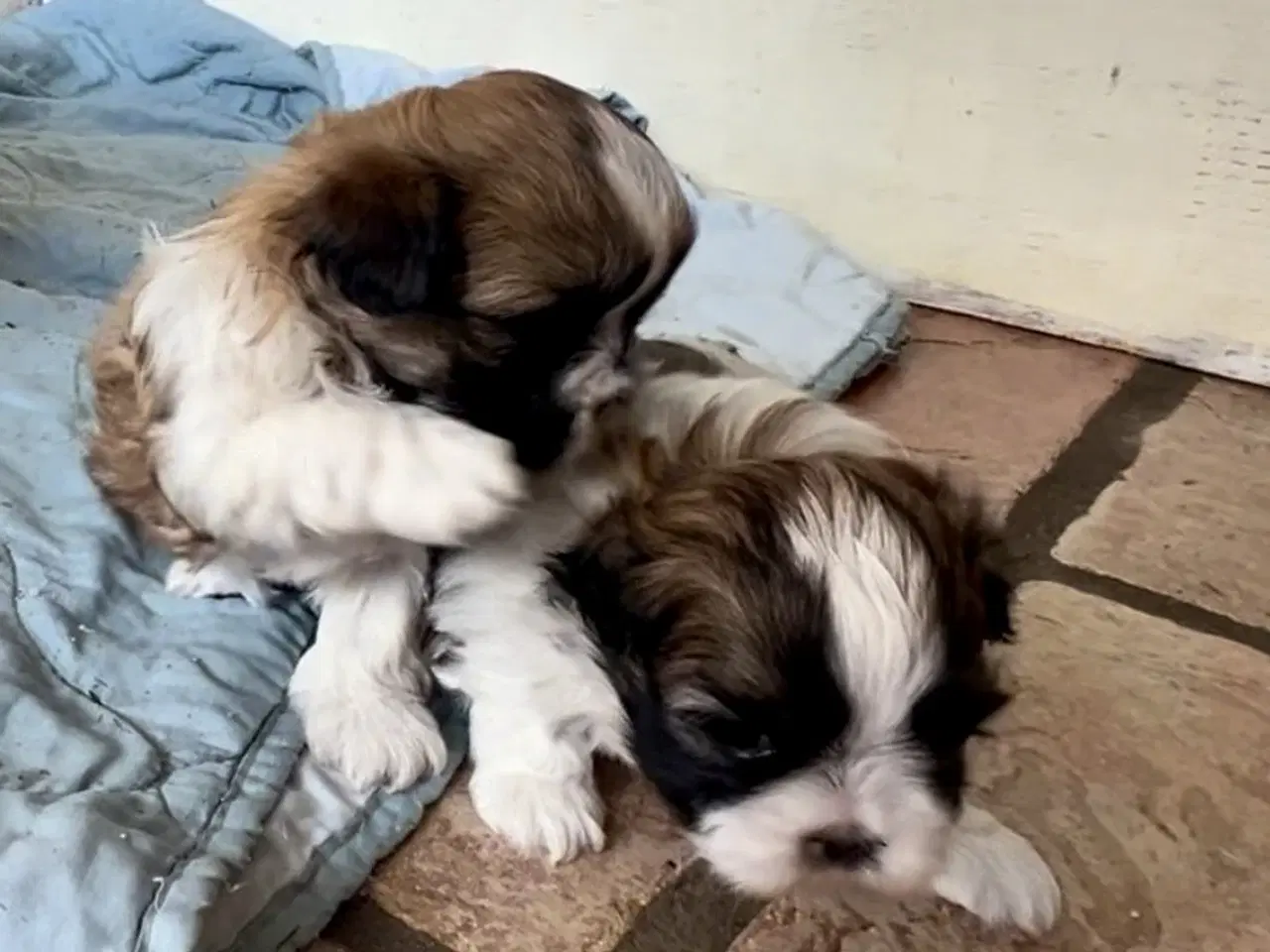 Billede 2 - Allergivenlig Shih Tzu hvalpe