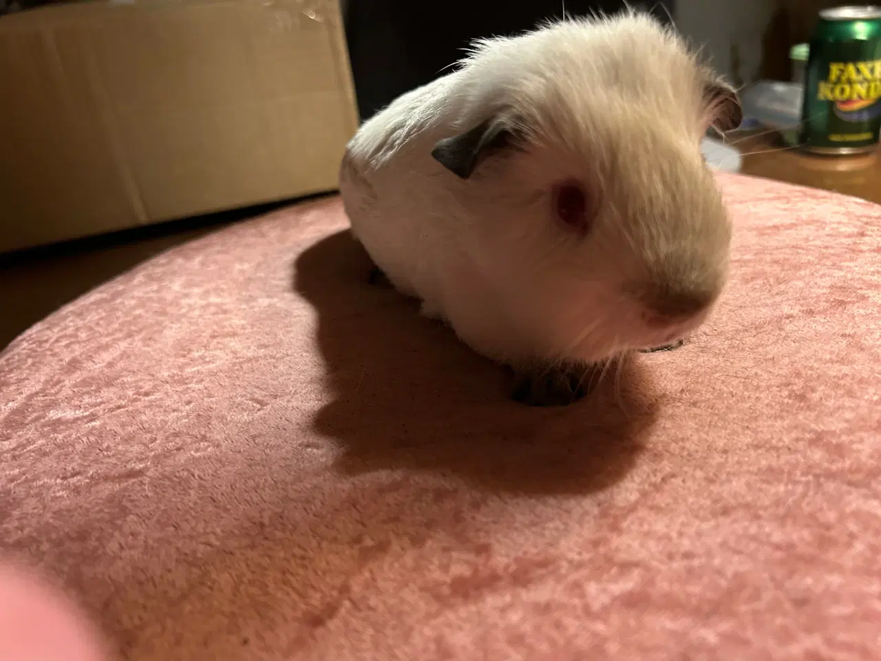 Billede 1 - Han marsvin med stamtavle