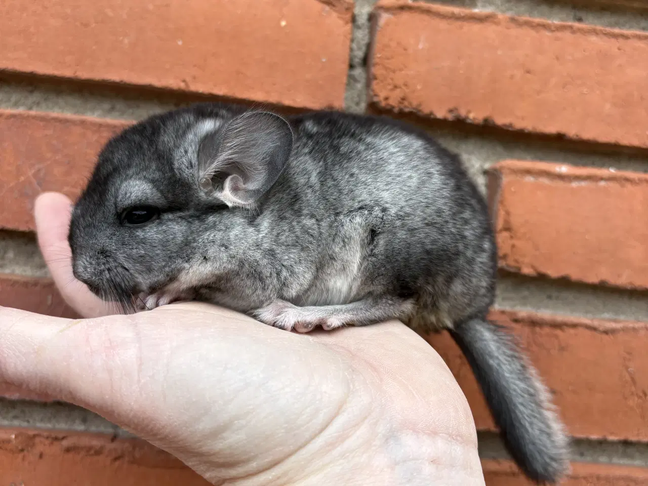 Billede 3 - HAN standard chinchilla 