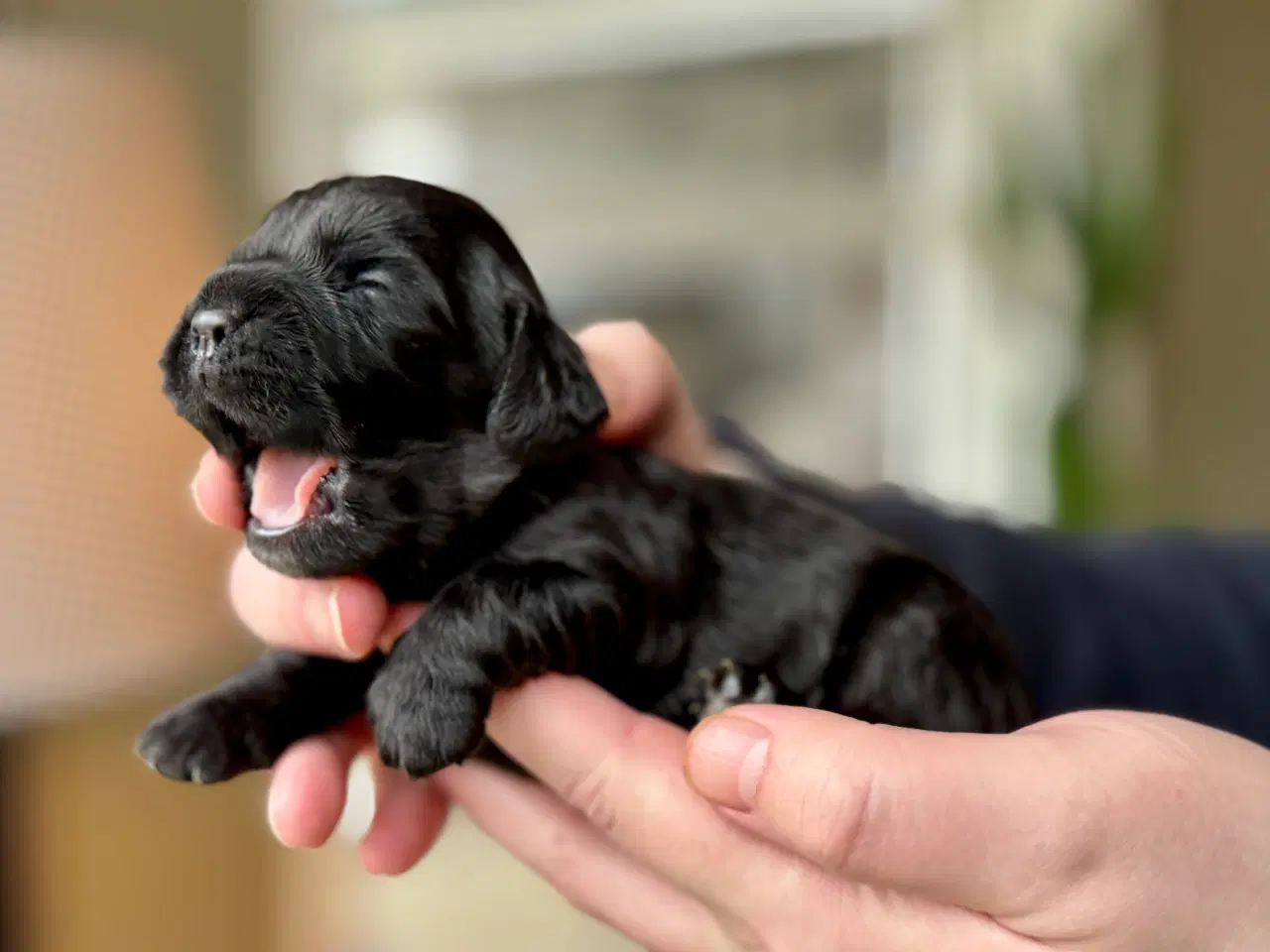 Billede 2 - Cocker spaniel / Cavalier King Charles spaniel mix