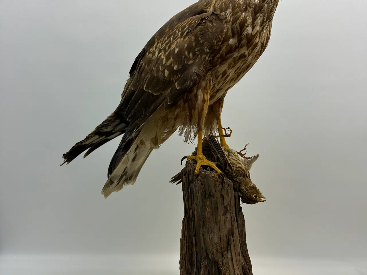 Billede 7 - Udstoppet høg m. bytte