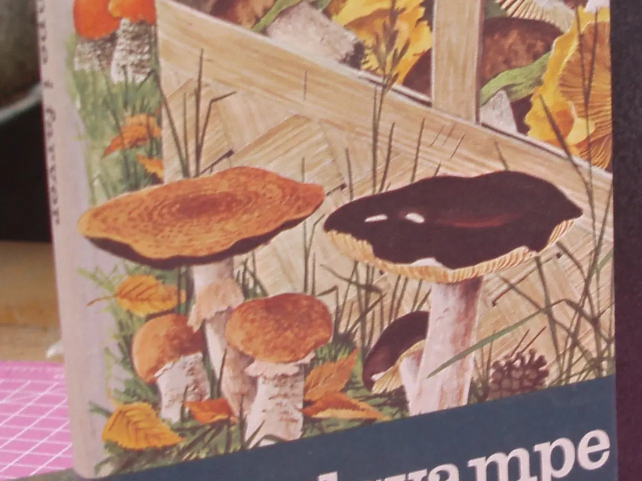 Billede 1 - Madsvampe i farver