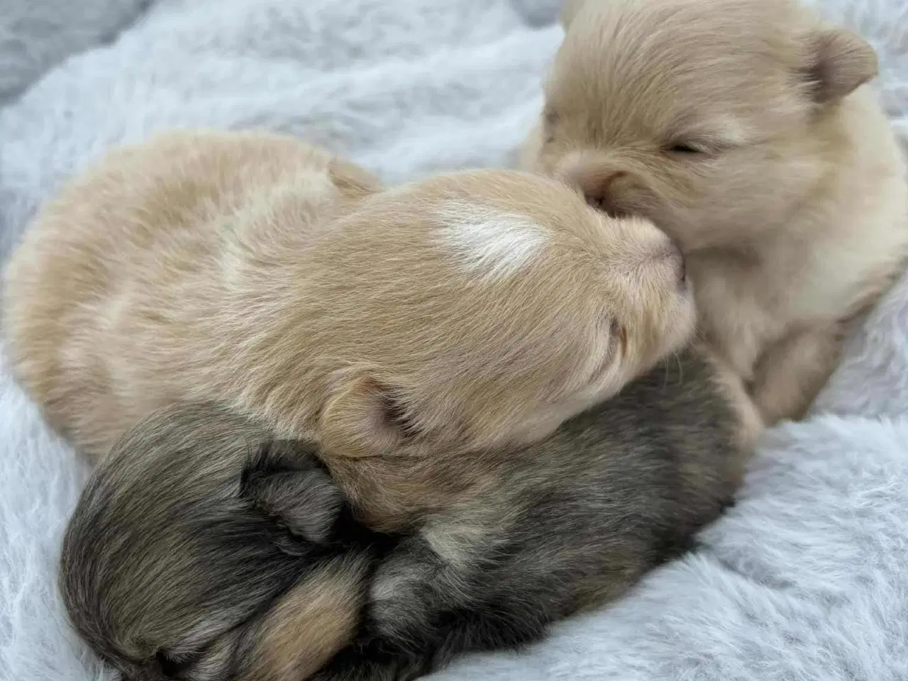 Billede 2 - Skønne Pomeranian-hvalpe
