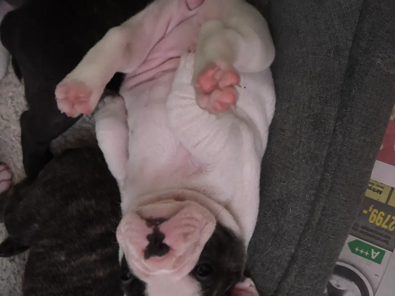 Billede 4 - Fransk Bulldog