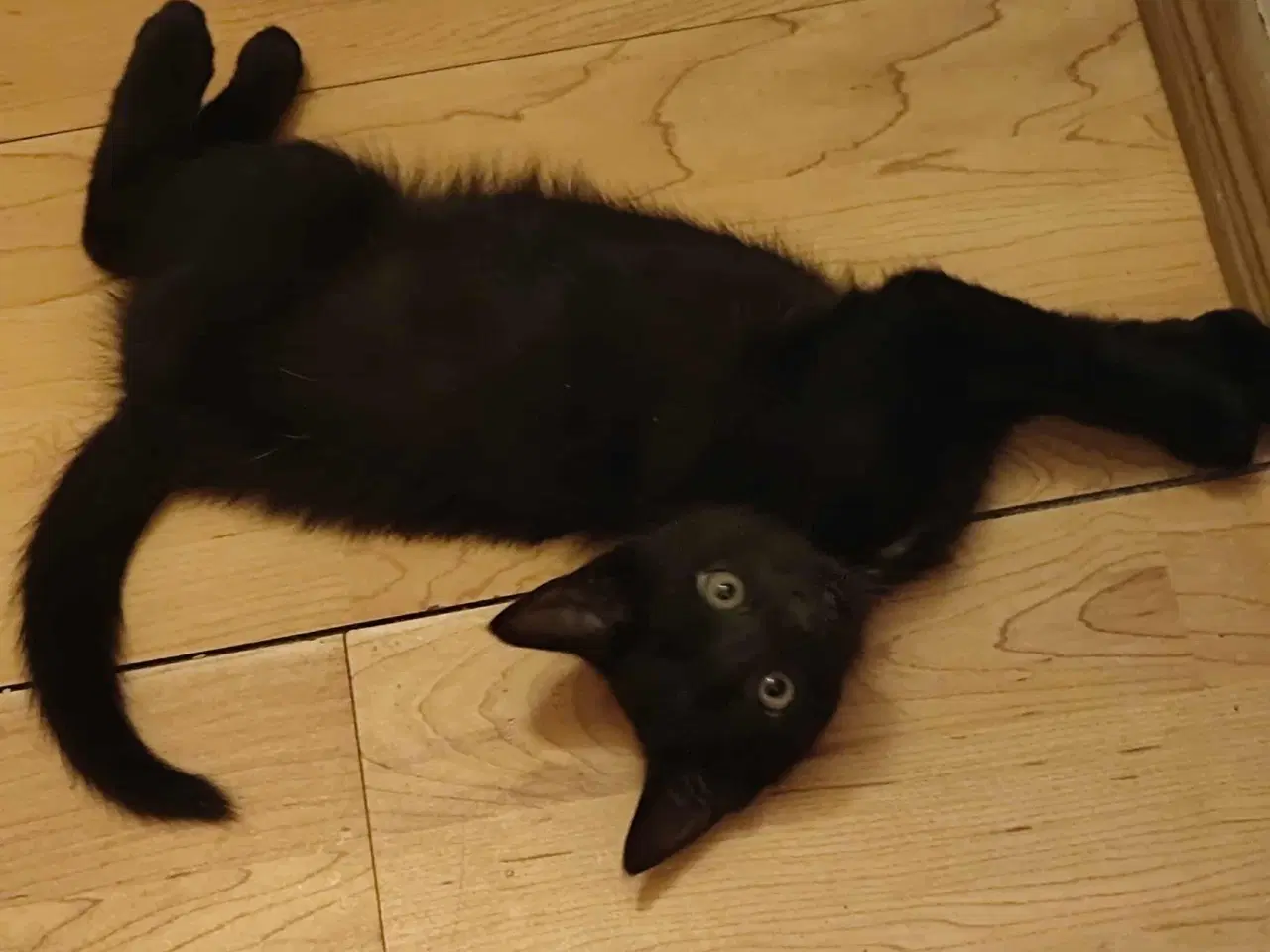 Billede 2 - killinger med et Himalaya gen