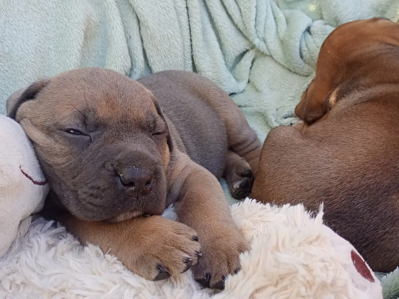 Billede 4 - Store kraftige Cane Corso x Rottweiler mix