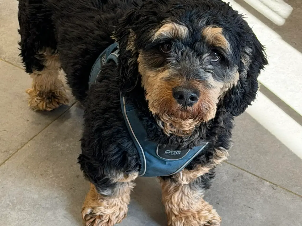 Billede 11 - 🐾 Søde Balder søger sit helt rette hjem 🐾