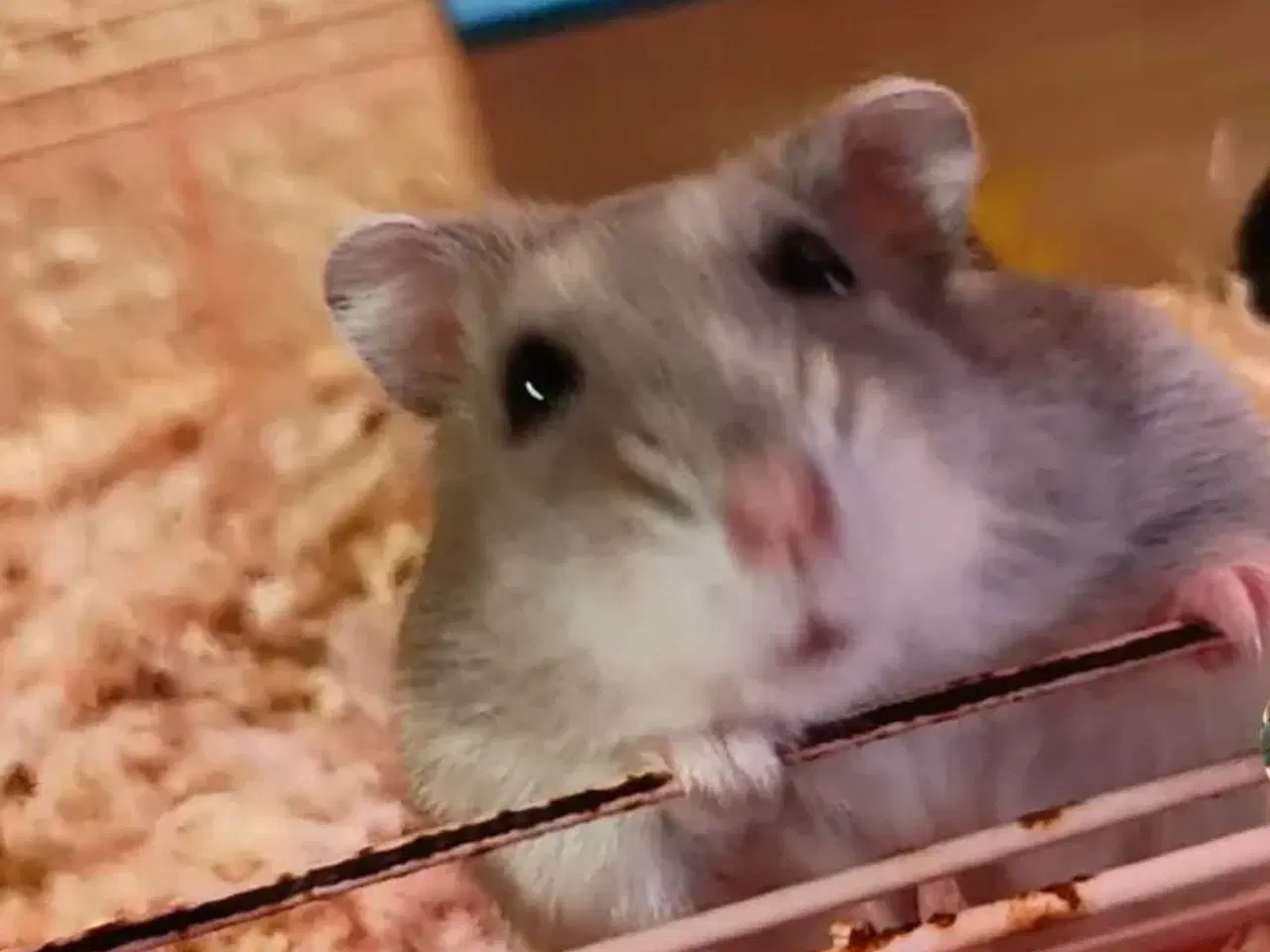 Billede 3 - 2 hamster kømes samlet eller hver for sig der er e