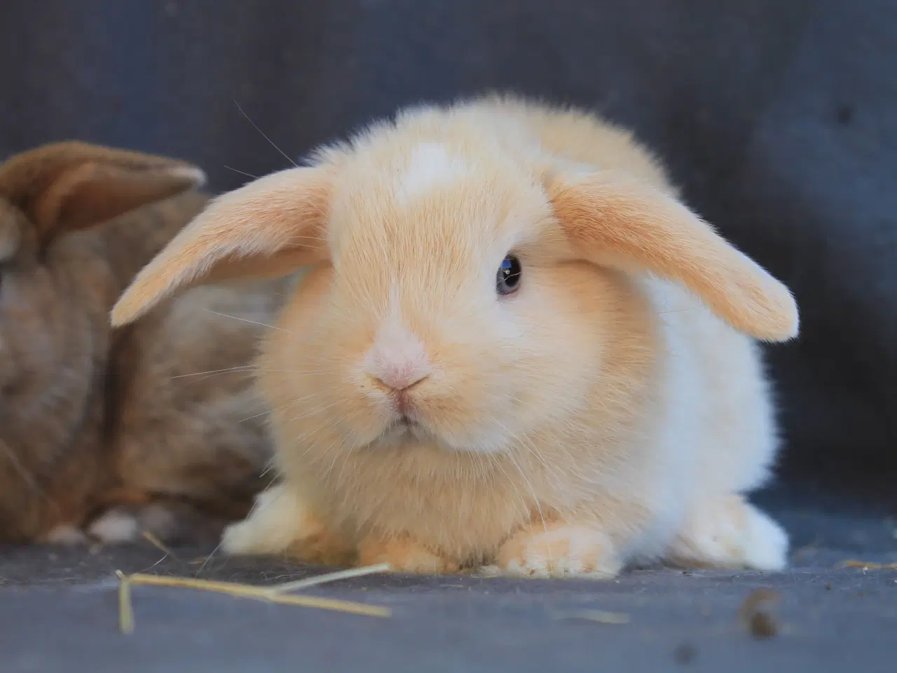 Billede 2 - Ægte mini lops drenge