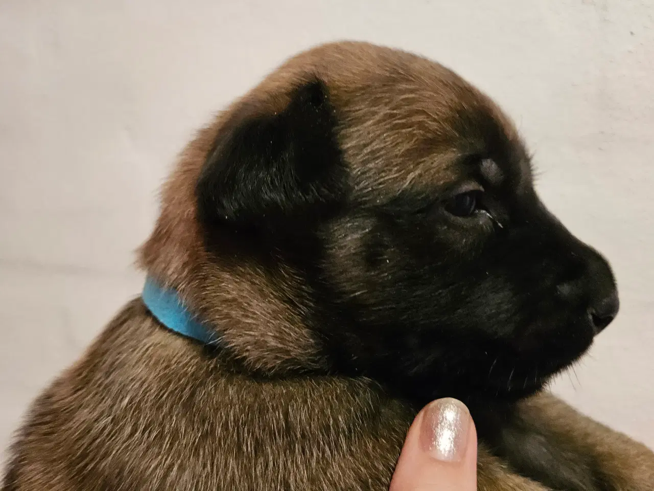 Billede 1 - Belgisk Malinois - Hvalpe - med stamtavle