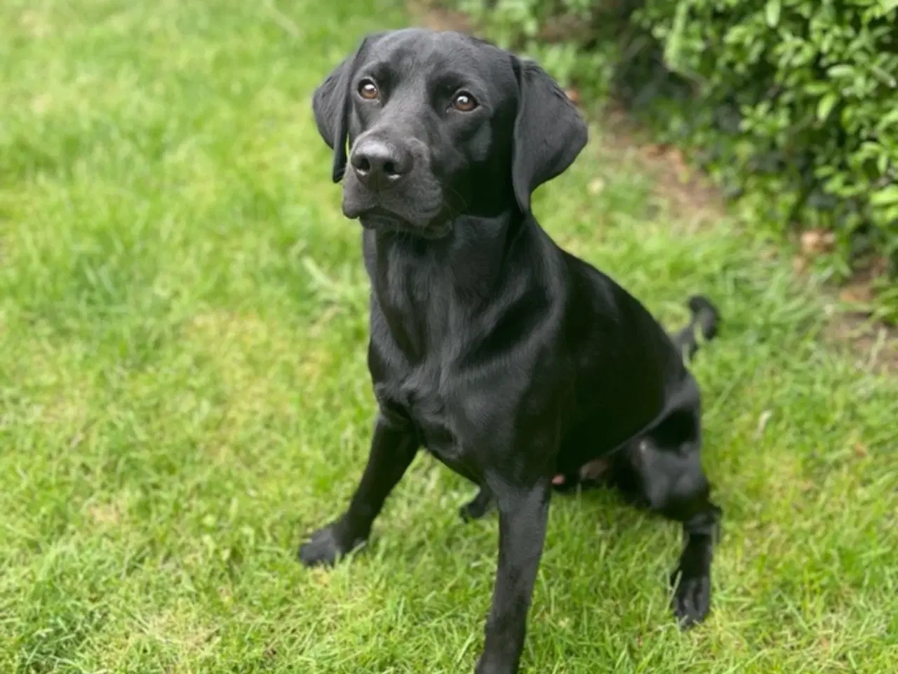 Billede 8 - Labrador F1 hvalpe 