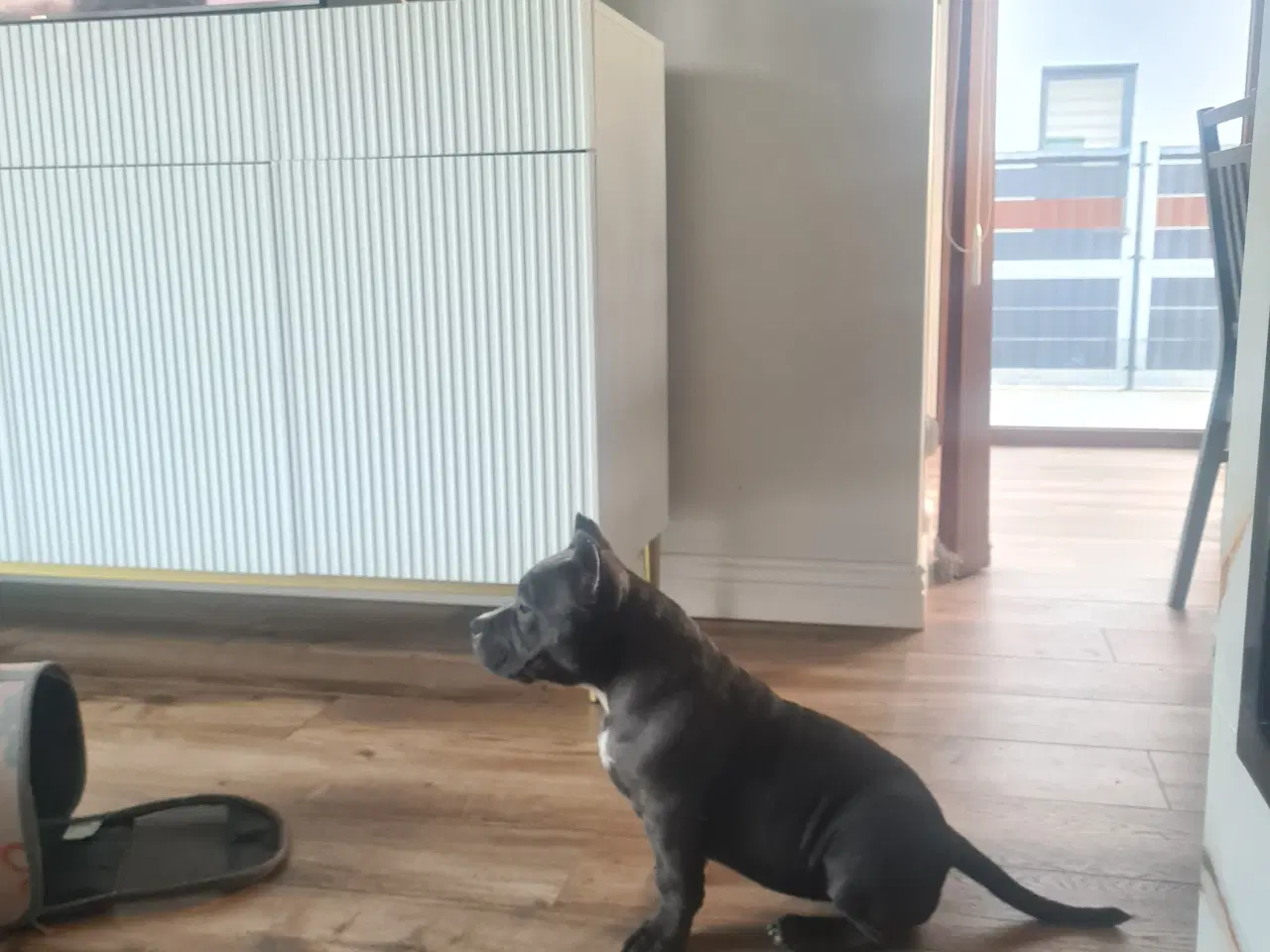 Billede 7 - American Bully Pocket abkc