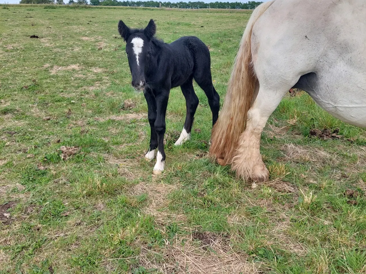 Billede 2 - Skøn lille hingst søger kommende makker