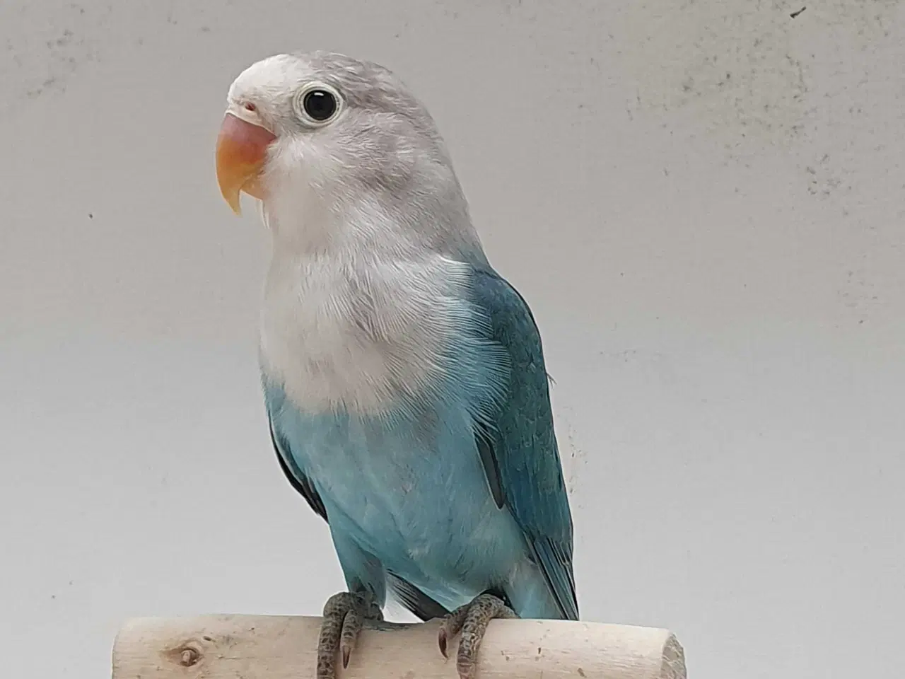 Billede 5 - Flot Dværgpapegøje Blå/Opaline