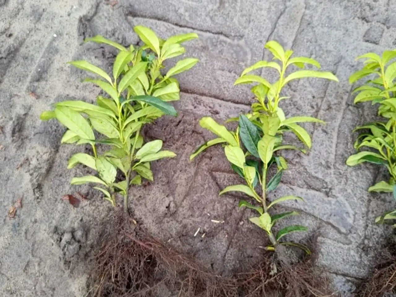 Billede 1 - 1000 stk. Cherry Laurel Prunus Laucocerasus 'Genolia' 20-30 cm.