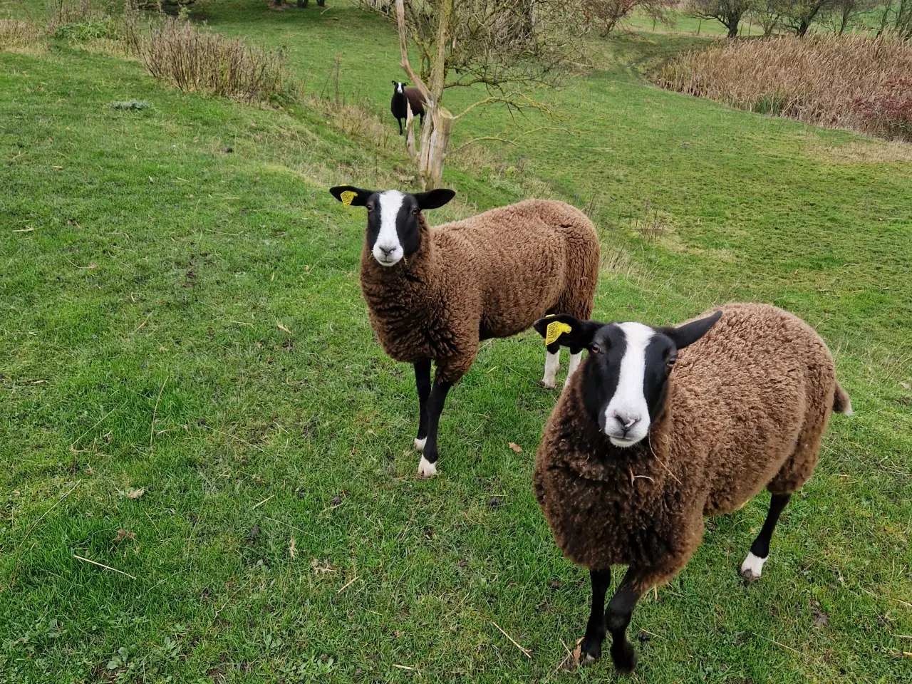 Billede 5 - Zwartbles vædder og gimmer lam M3