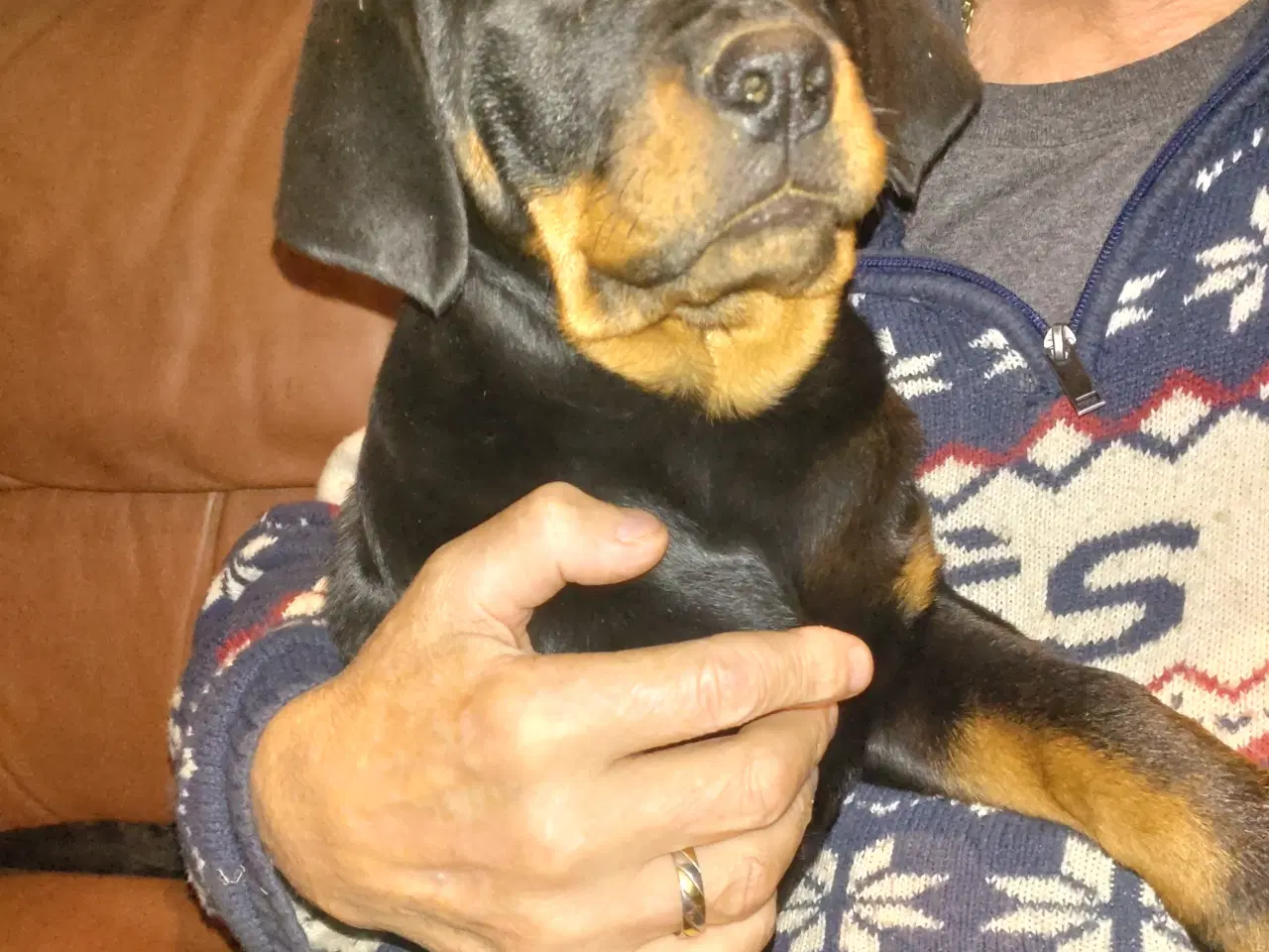 Billede 2 - Rottweiler hvalpe 