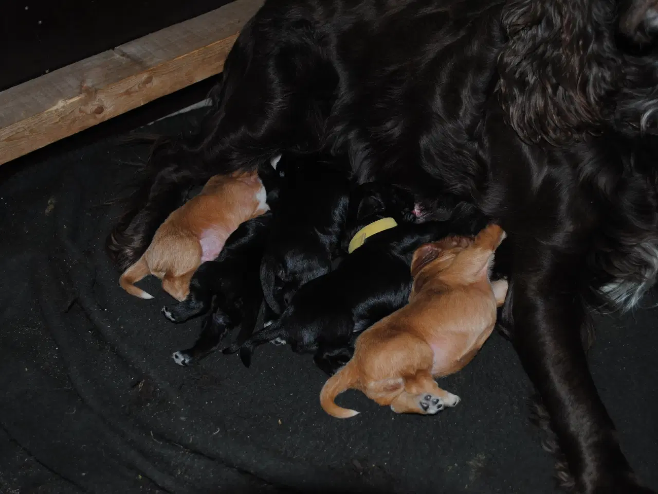 Billede 1 - Cocker Spaniel hvalpe