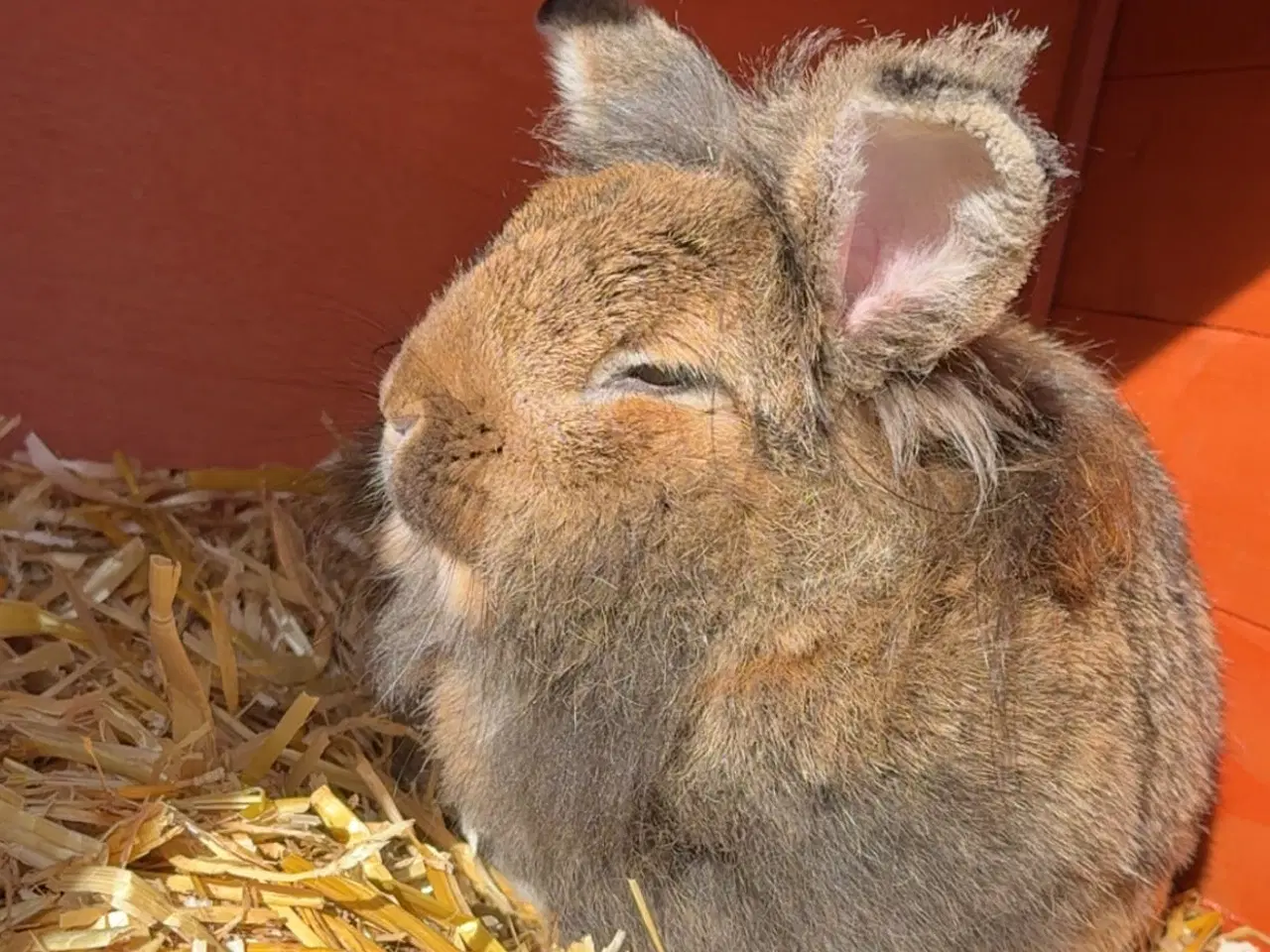 Billede 3 - To løvehoved kaniner søger nyt hjem