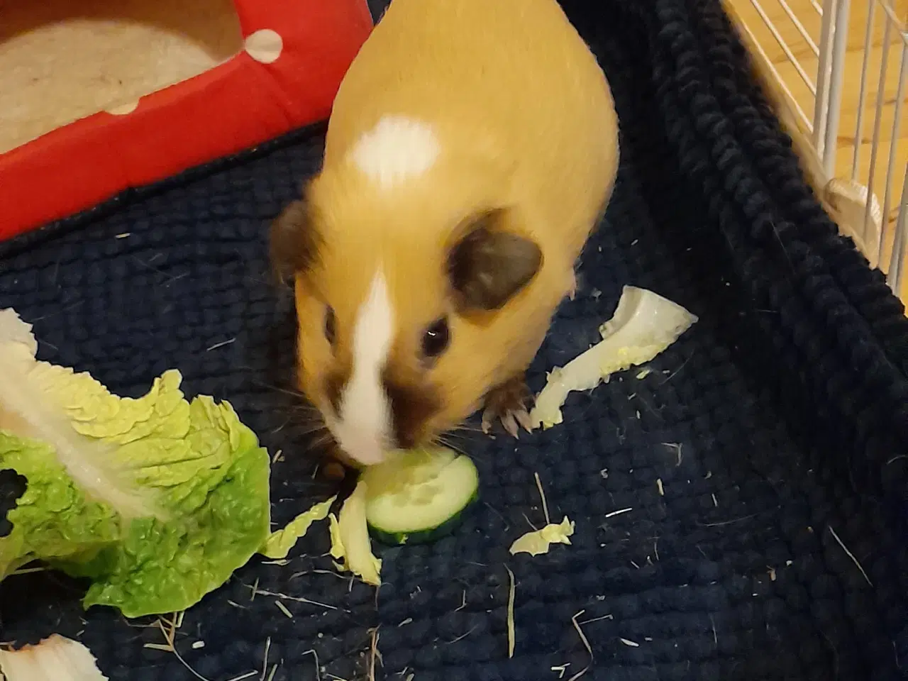 Billede 1 - Marsvin han