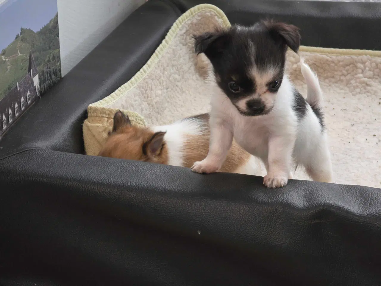 Billede 6 - Chihuahua hvalpe langhåret tæver. 2 stk