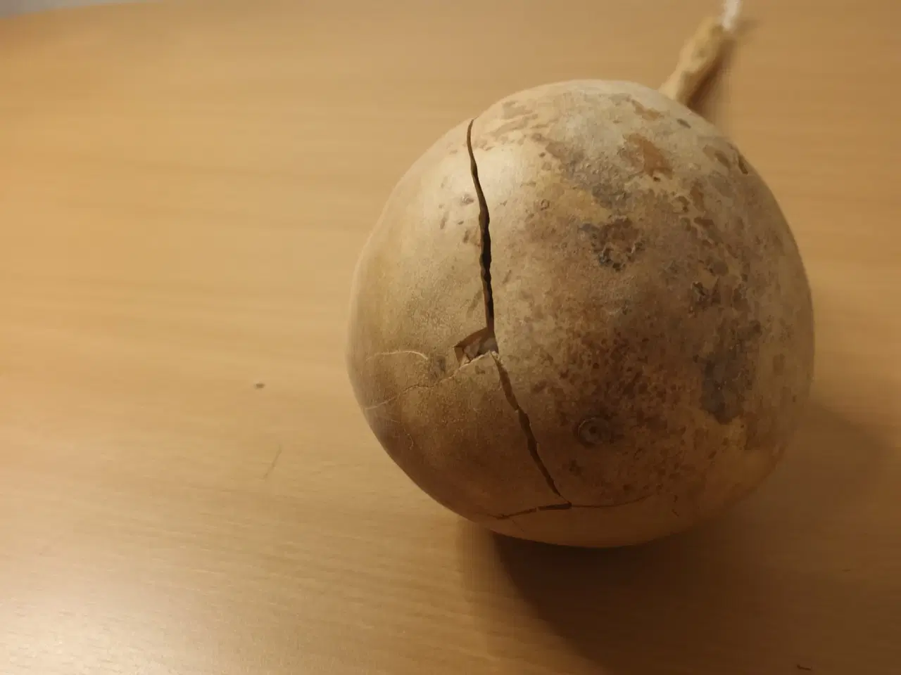 Billede 2 - Tørret Kalabas