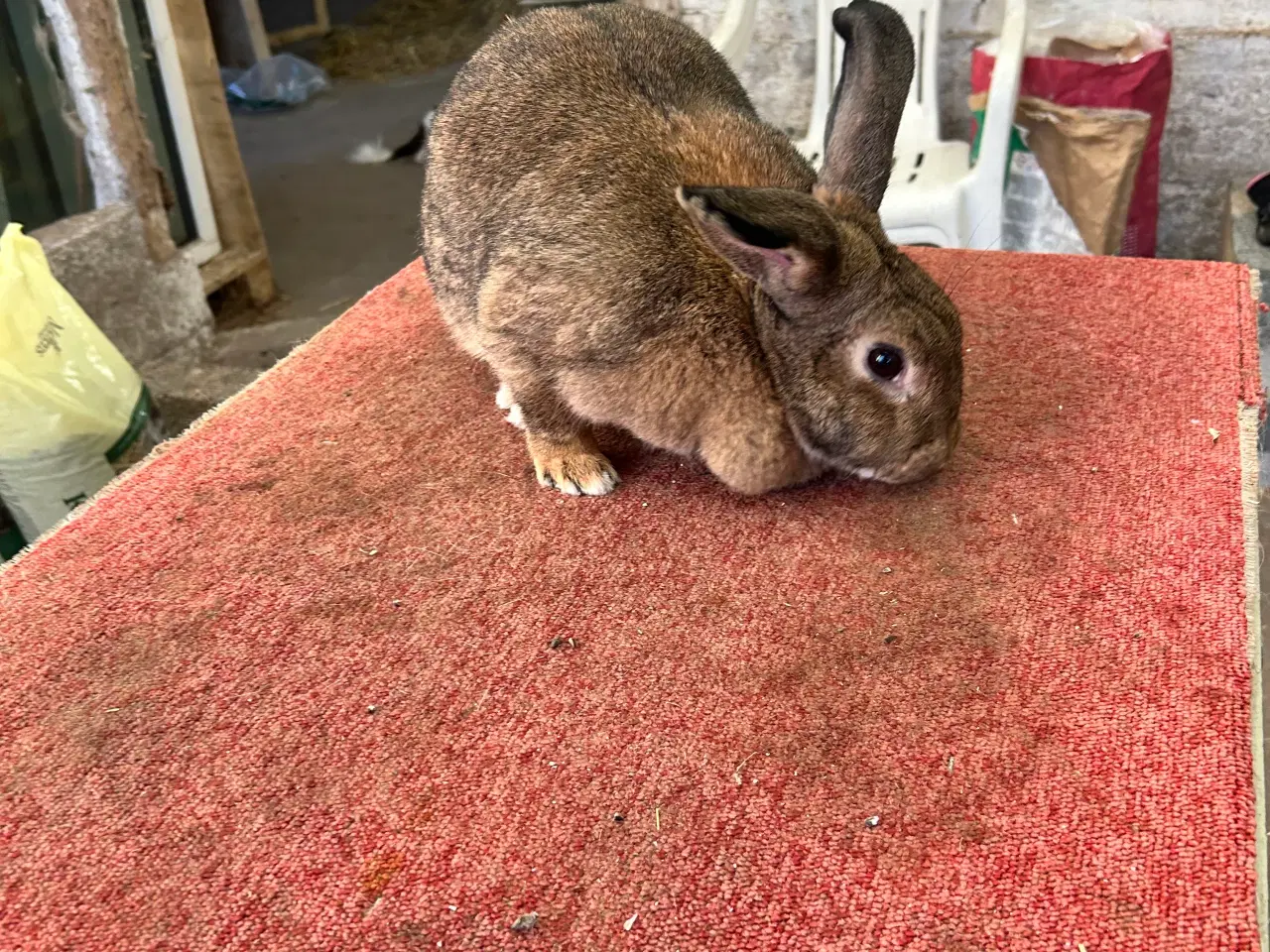 Billede 9 - Tre hun Kanine 