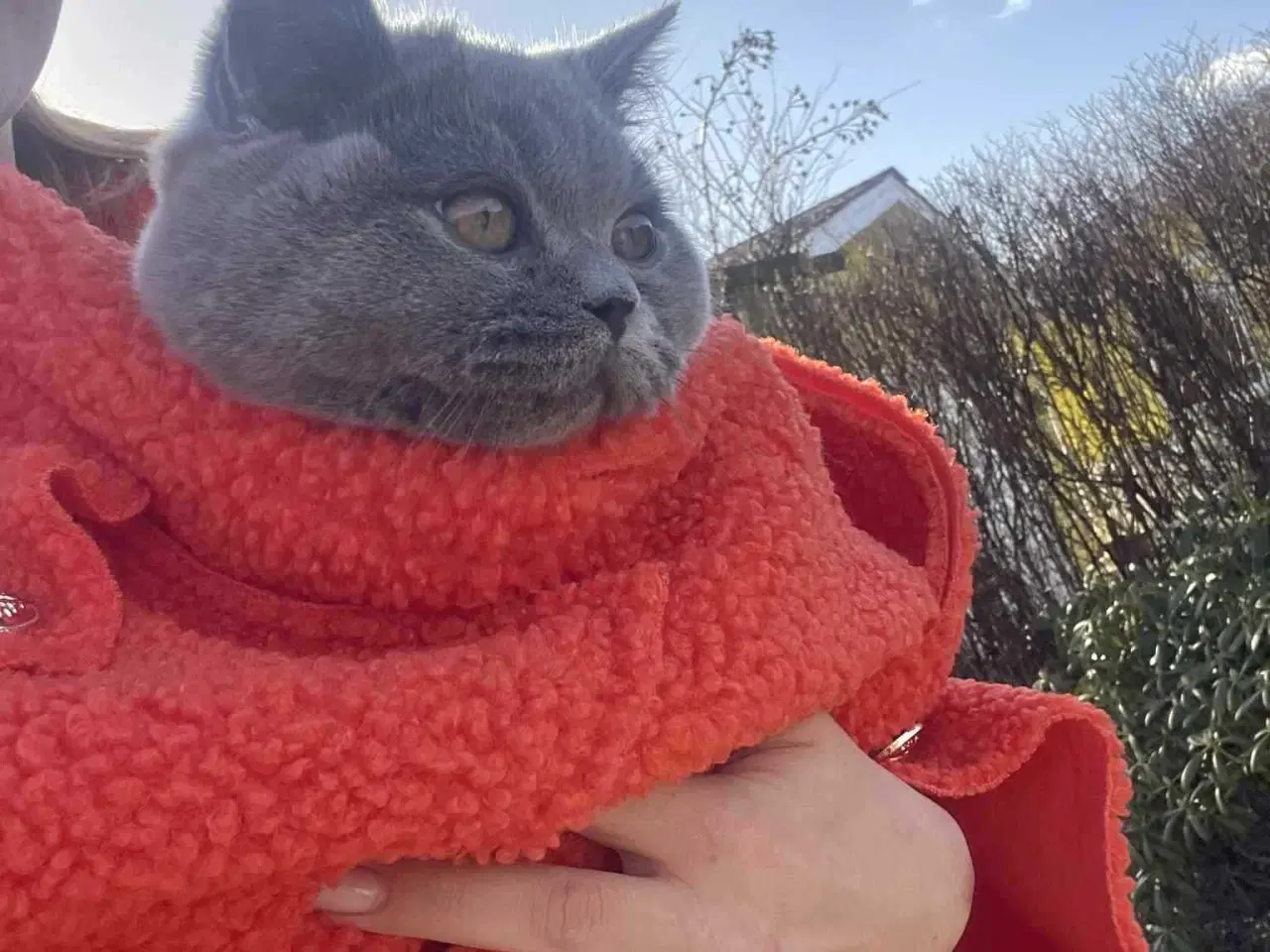 Billede 4 - British shorthair til salg katte