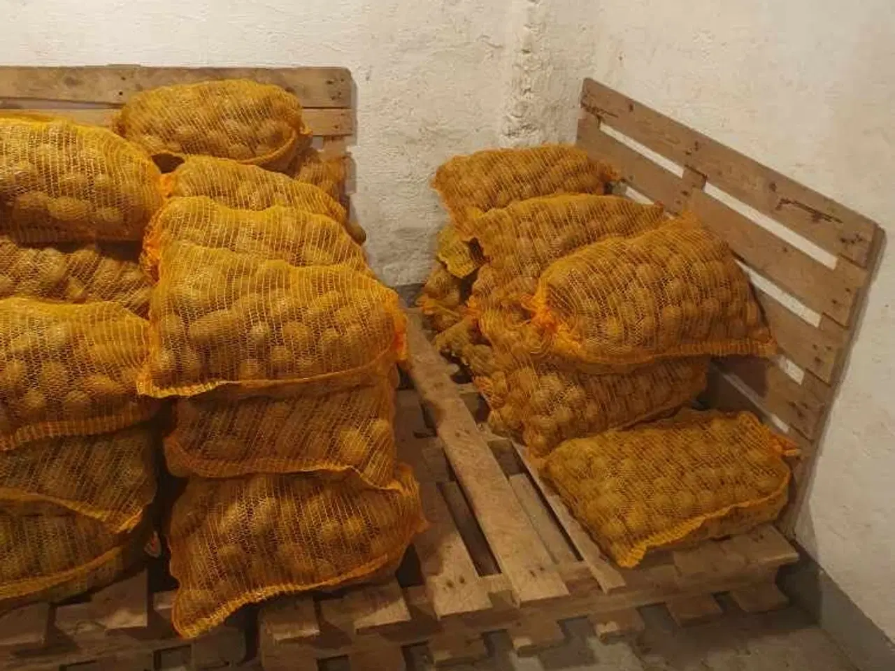 Billede 1 - Rest parti Læg kartofler Maya/Sava