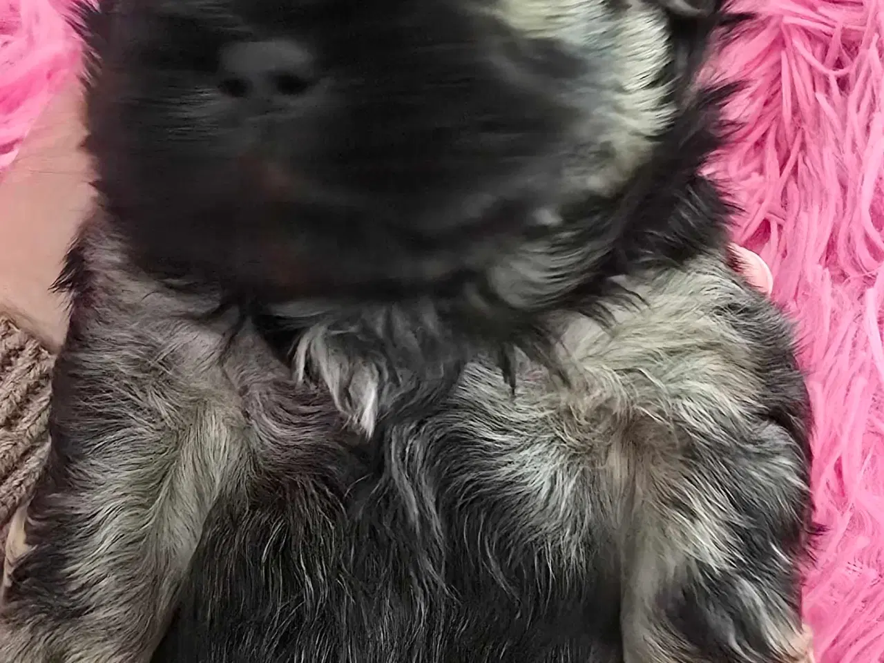 Billede 13 - Cody og Coco 