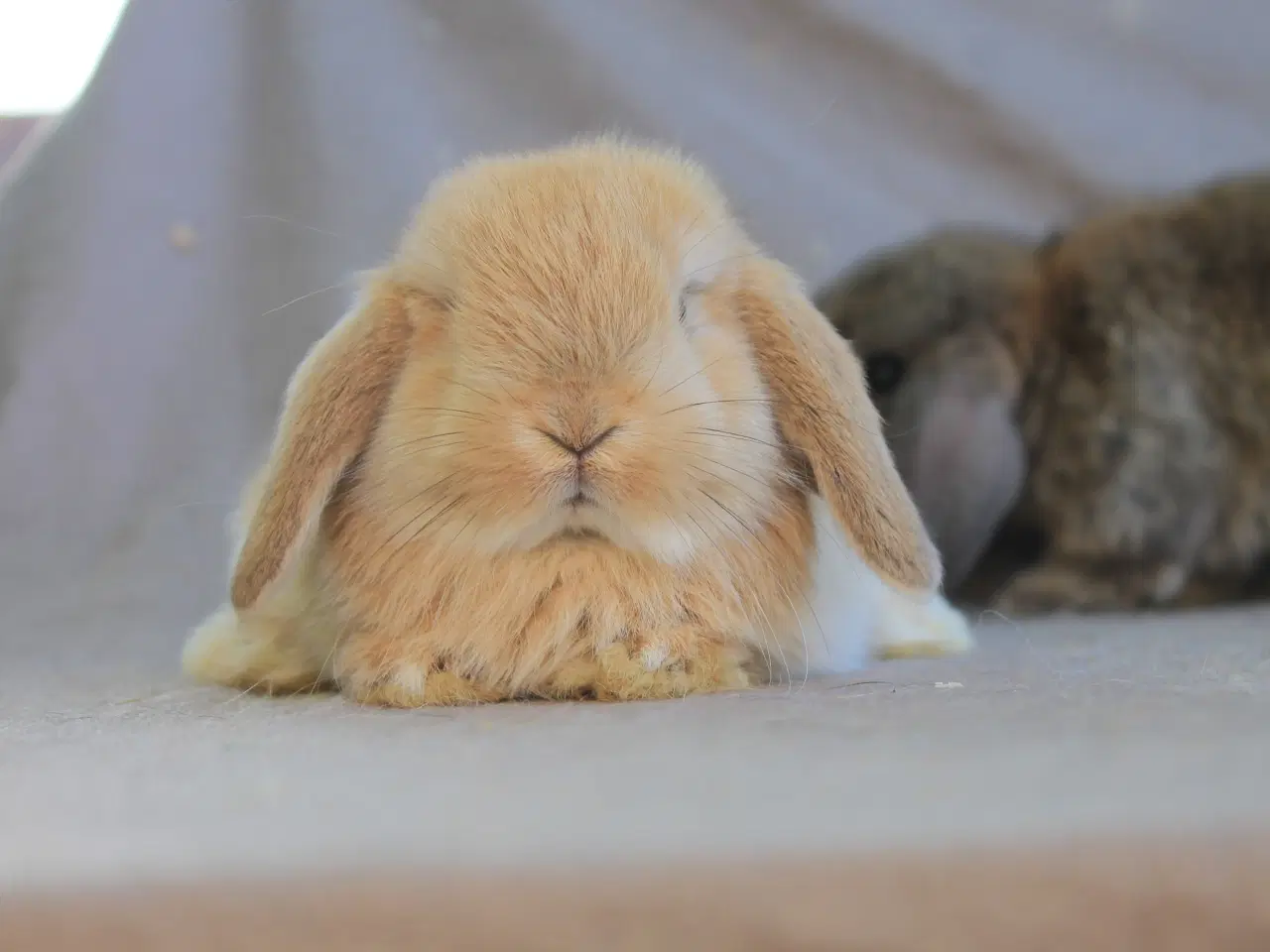 Billede 6 - Mini lops drenge