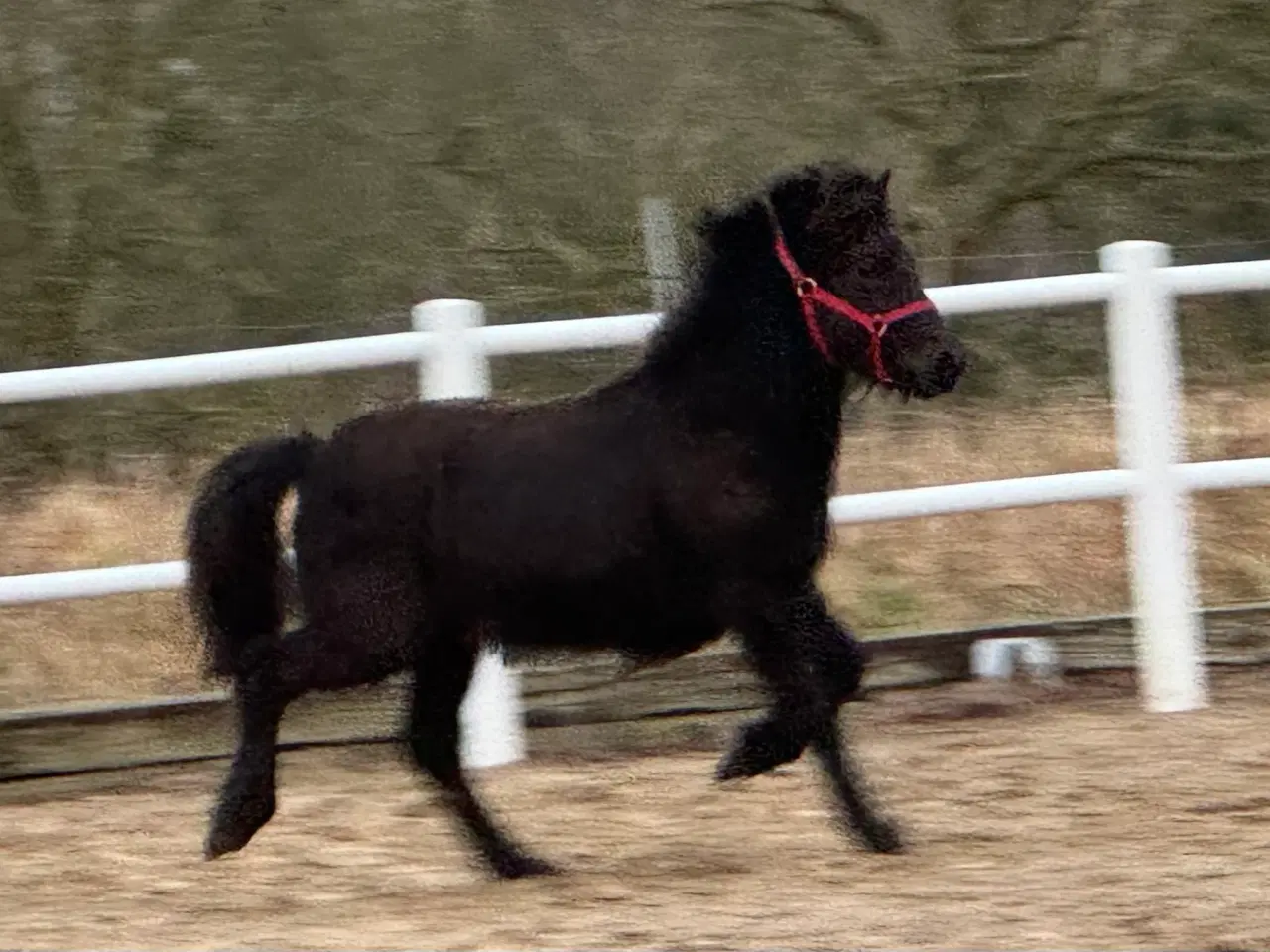 Billede 8 - 1 års sort islænder hingst