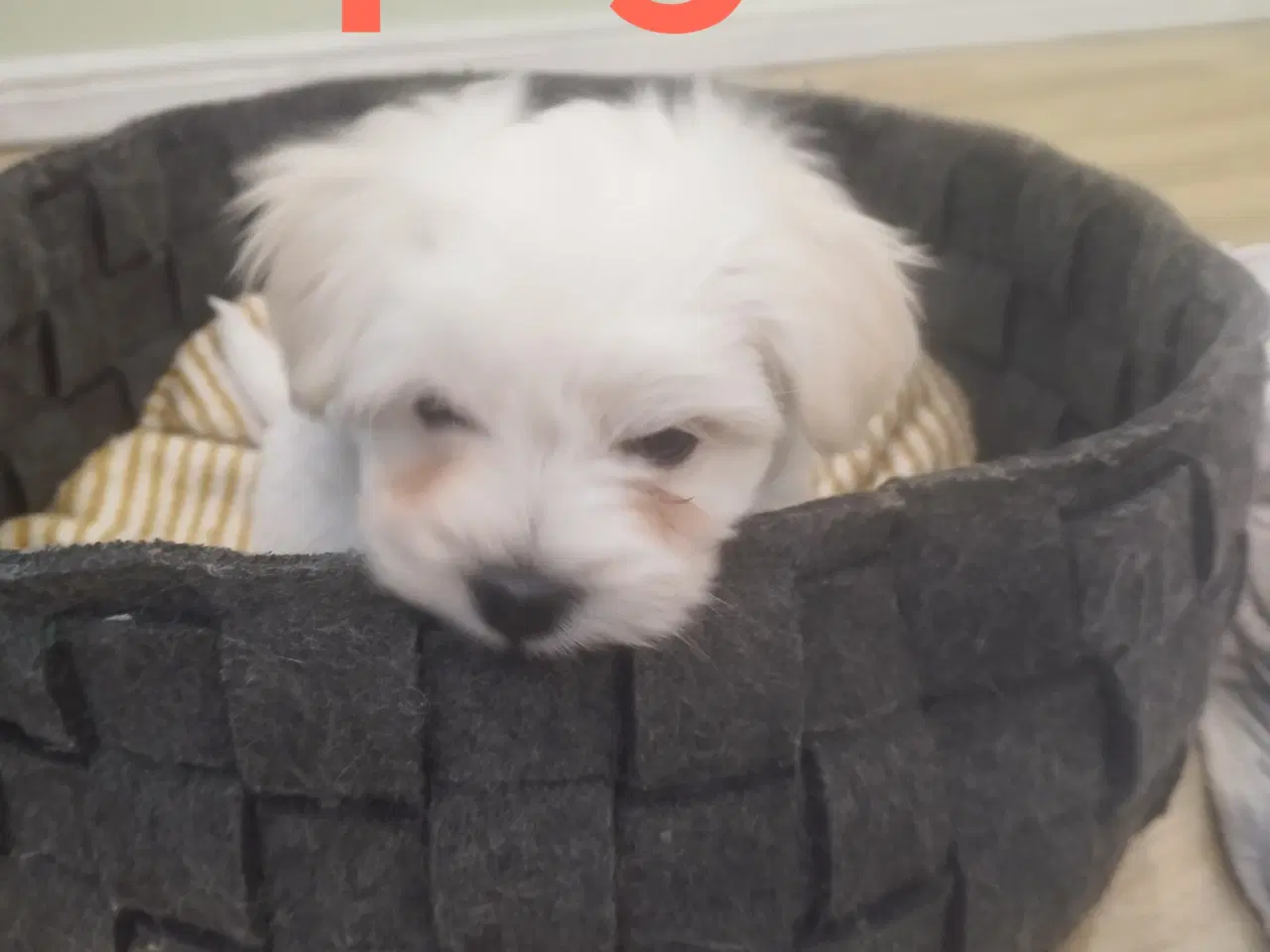 Billede 1 - Coton de tulear hvalpe