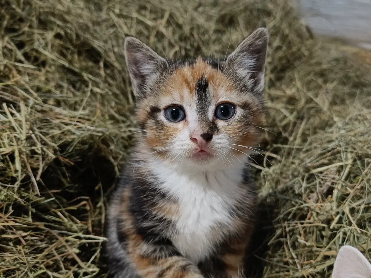 Billede 2 - 1 hankat og 1 hunkat