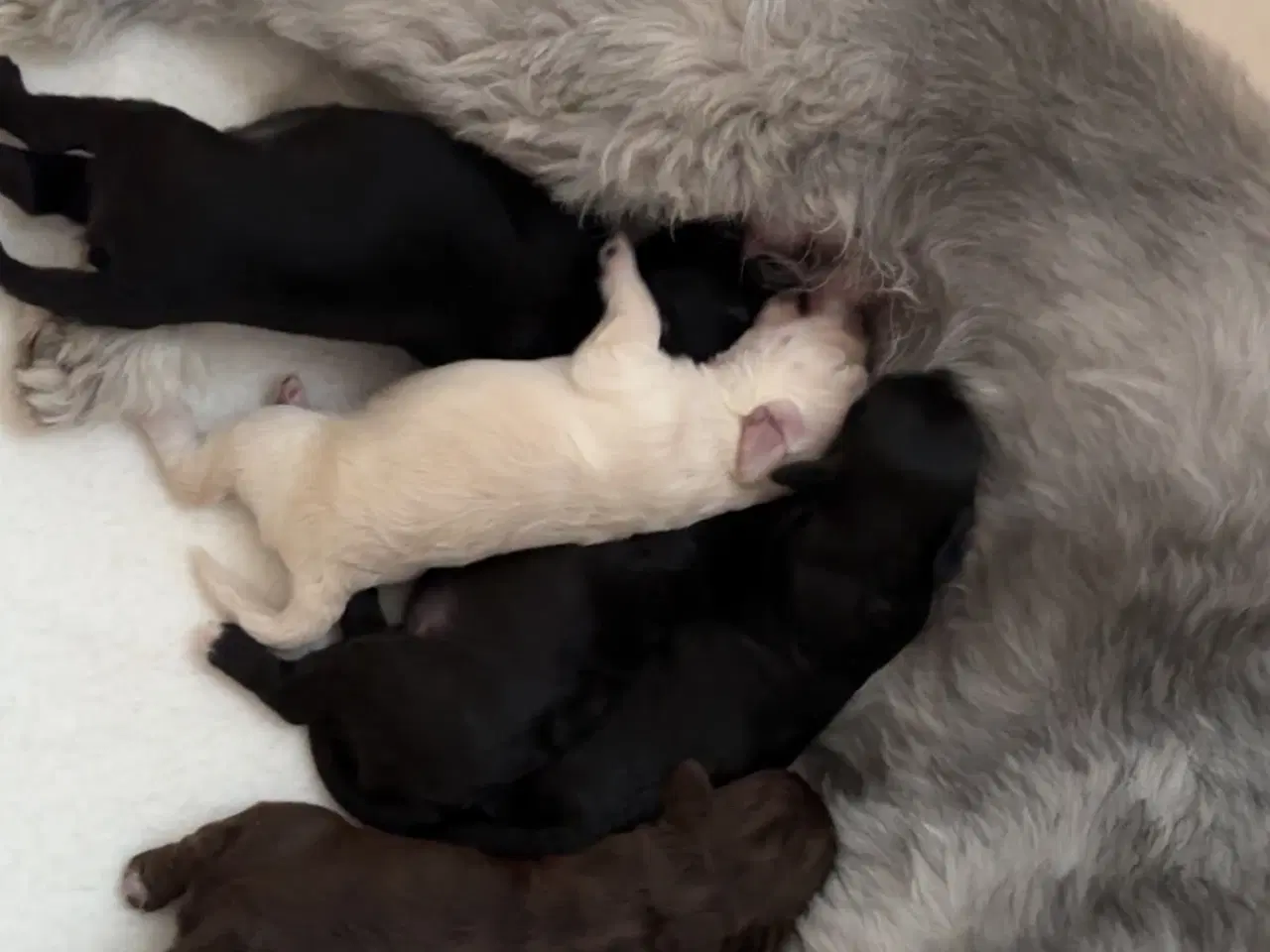 Billede 2 - Maltipoo Hvalpe