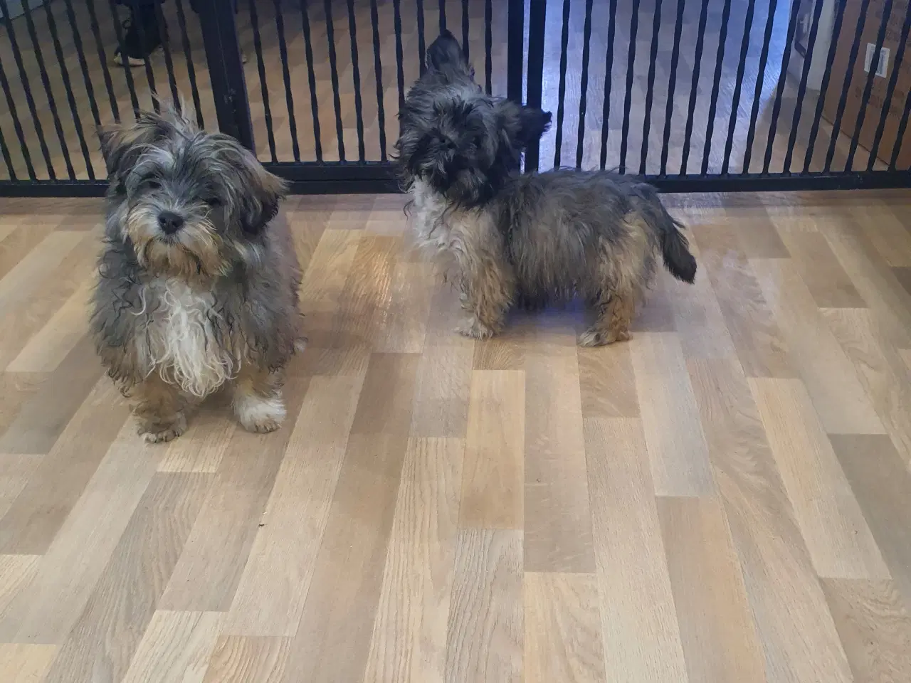 Billede 7 - Morkies hvalpe